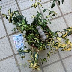 【無料】姫ツル日日草の画像