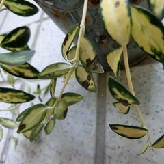 【無料】姫ツル日日草の画像