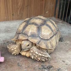 リクガメ