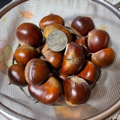 生栗 500g 400円(もうすぐ終了)再度掲載の画像