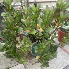 花の画像