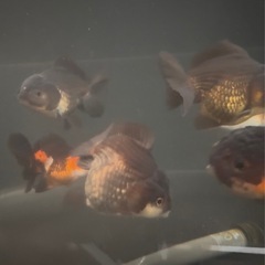 金魚　ローズテール　の画像