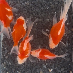 タマサバ　玉サバ　金魚　新潟産の画像