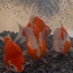 タマサバ　玉サバ　金魚　新潟産の画像