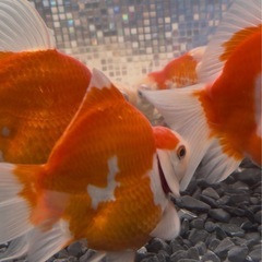 タマサバ　玉サバ　金魚　新潟産の画像