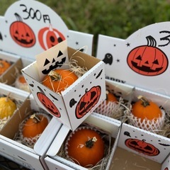 ハロウィンかぼちゃ　おもちゃかぼちゃ　無人販売　カボチャの画像