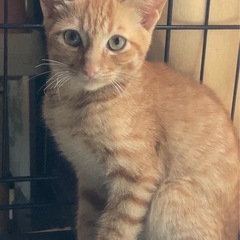 3ヶ月去勢済み❣️こわがり男の子