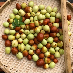 なつめ　苗　(ロング)高さ約1m 自然栽培　農薬・肥料不使用　抜き苗　数量限定の画像