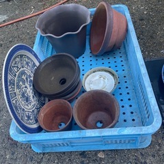 植物🪴と鉢たちの画像