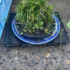 植物🪴と鉢たちの画像