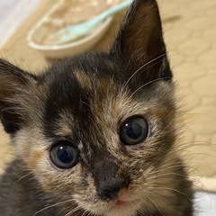 黒猫、サビ猫、里親さん募集です