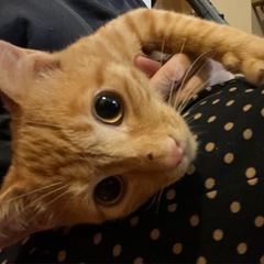 抱っこ好き茶トラくん　丸どら