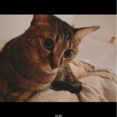 里親募集