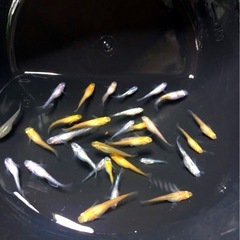 ミックス▪️メダカ計31匹／若魚の画像