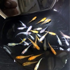 ミックス▪️メダカ計31匹／若魚の画像