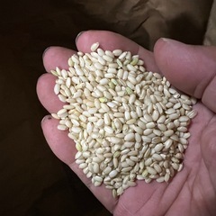 モチ玄米30k　新大正モチ　新米　引き取り限定の画像