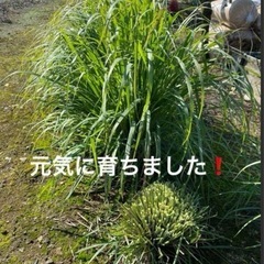 レモングラス　生茎　500gの画像
