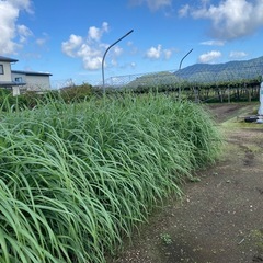 レモングラス　生茎　500gの画像