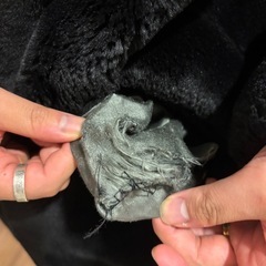 黒のファーコートの画像