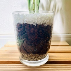 テーブルヤシ　観葉植物　ハイドロカルチャーの画像