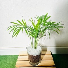 テーブルヤシ　観葉植物　ハイドロカルチャーの画像
