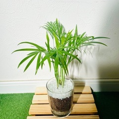 テーブルヤシ　観葉植物　ハイドロカルチャーの画像