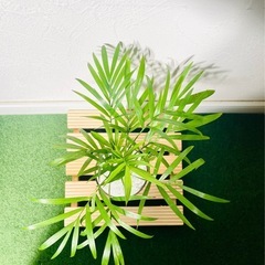 テーブルヤシ　観葉植物　ハイドロカルチャーの画像