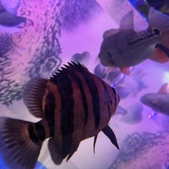 熱帯魚ダトニオの画像