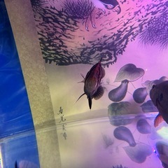 熱帯魚ダトニオの画像