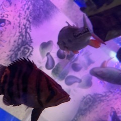 熱帯魚ダトニオの画像