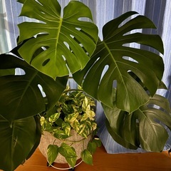 モンステラ寄せ植えの画像