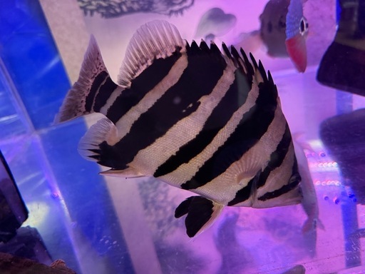 ダトニオプラスワン