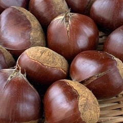 【決まりました】今が旬大きな生栗1.3kg④の画像