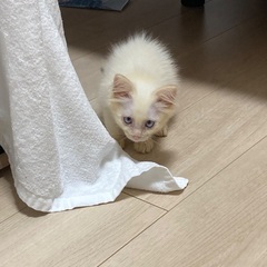 二か月子猫　里親募集