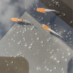 めだかの画像
