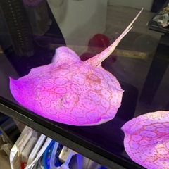 ペア❗️繁殖サイズ‼️アルビノクロコダイルスティングレイの画像