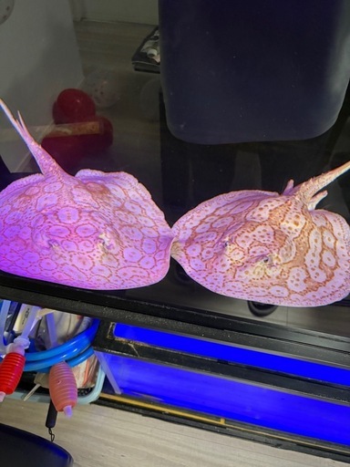 ペア❗️繁殖サイズ‼️アルビノクロコダイルスティングレイ