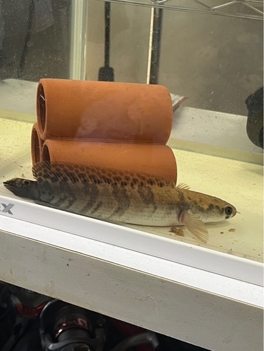 肉食魚

