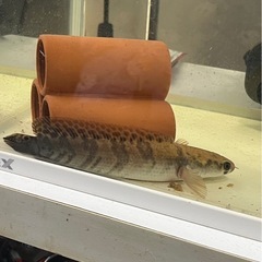 肉食魚
の画像
