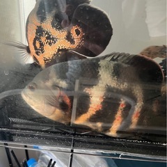肉食魚
の画像