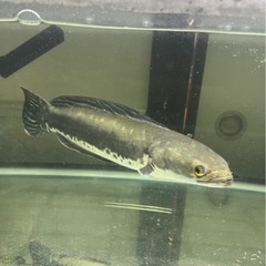 肉食魚
の画像
