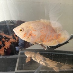 肉食魚
の画像