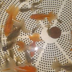 土佐錦魚・土佐錦（土佐金） 稚魚80匹程度の画像