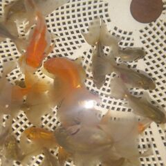 土佐錦魚・土佐錦（土佐金） 稚魚80匹程度の画像