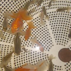 土佐錦魚・土佐錦（土佐金） 稚魚80匹程度の画像