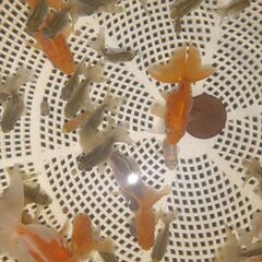 土佐錦魚・土佐錦（土佐金） 稚魚80匹程度の画像