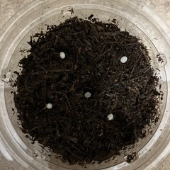 国産カブトムシの幼虫3匹の画像