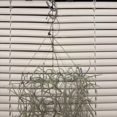 エアープランツ　観葉植物　ハンギングの画像