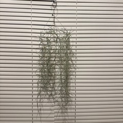 エアープランツ　観葉植物　ハンギングの画像