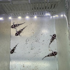 インペリアルゼブラプレコ　熱帯魚の画像